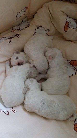Maltese / Malchi Puppies