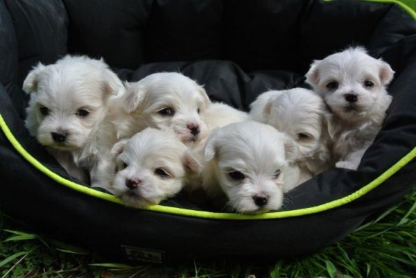 Kc Reg Maltese Boys, Dad Is A Tiny Tea Cup Size