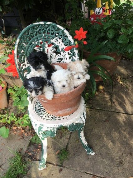 3 Cotonesse Puppies 2 Girls 1 Boy