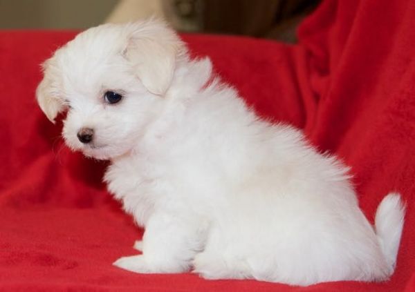 AKc Registered Maltese Puppies