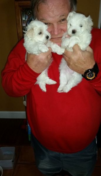 Two Teacup Maltese Puppies Needs a New Family (***) ***-***3