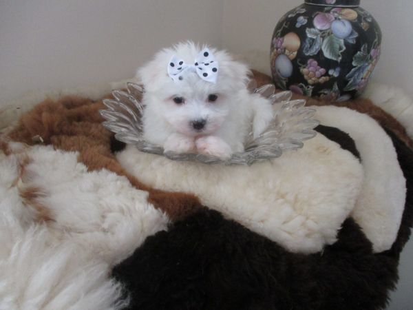 Maltee , Loving & Playful Babies