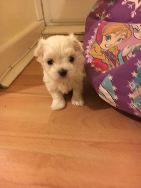 Maltese puppies for rehoming