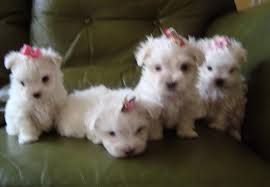 White Maltese Puppies Available. Text (***) ***-***2