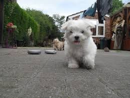 Quality Teacup Maltese Pups For Adoption. Text (***) ***-***2