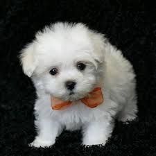 Adorable Teacup Maltese Puppies. Text (***) ***-***2