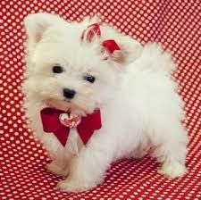 Healthy Maltese Puppies Text (***) ***-***2