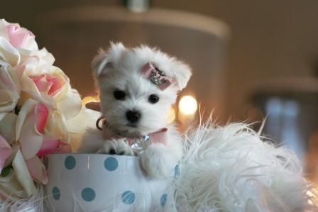 Super cute teacup puppies