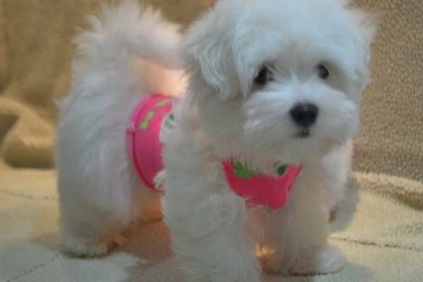 Amazing Akc Maltese Pups text (***) ***-***9