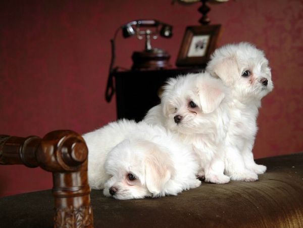 Two Top Class Maltese Puppies Available