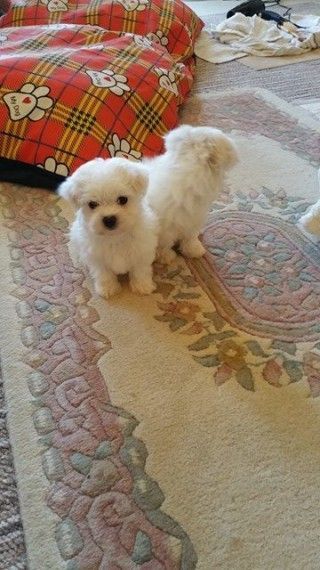 Kc Reg Maltese Puppies