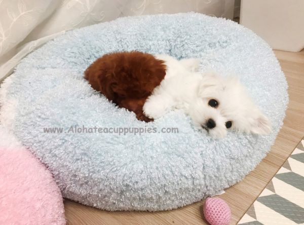 Micro Teacup Maltese [Leo]