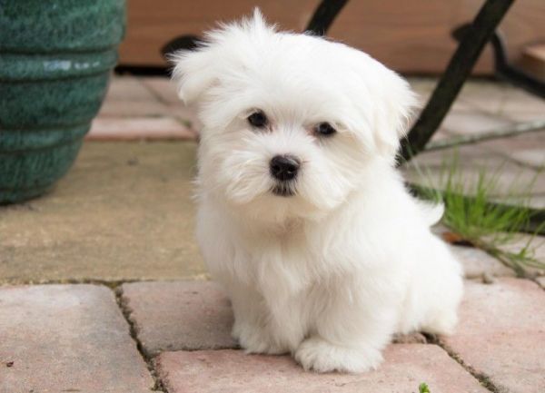 Adorable Maltese Puppies