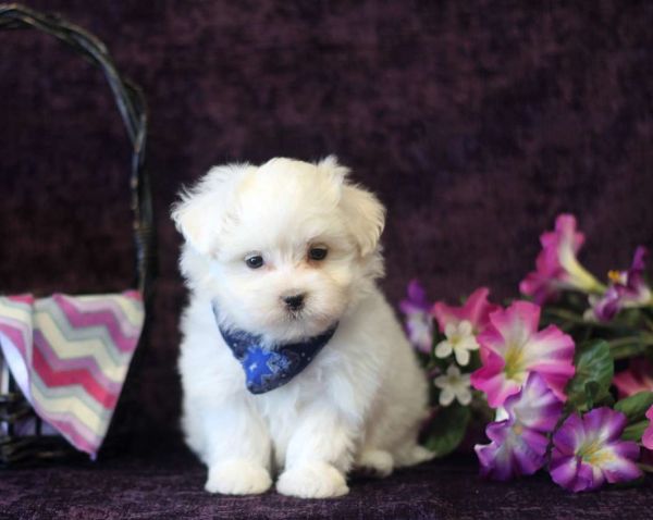 Reg Maltese +champion Lines