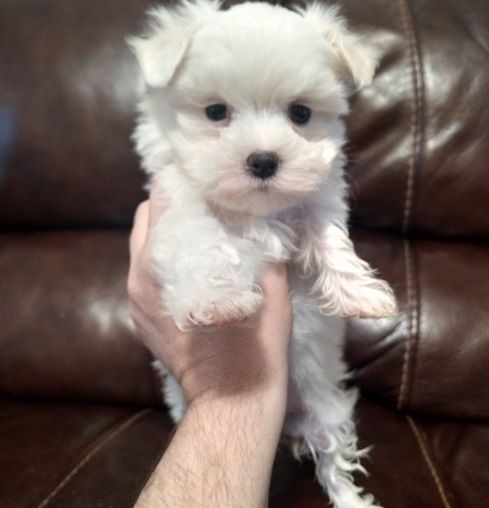 Absolutely Precious Maltese Puppies