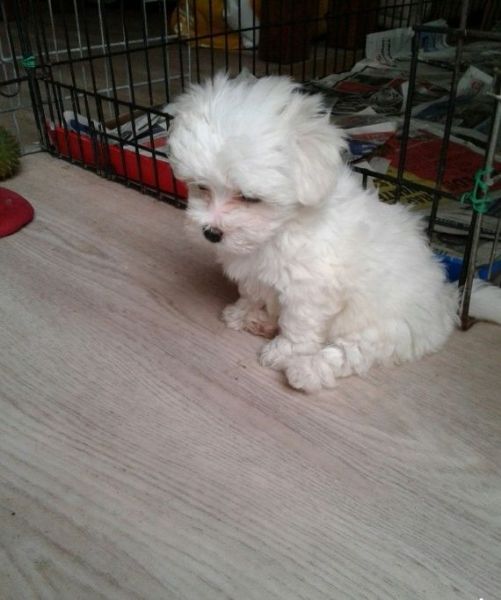 cute lovely Maltese puppies for adoption...