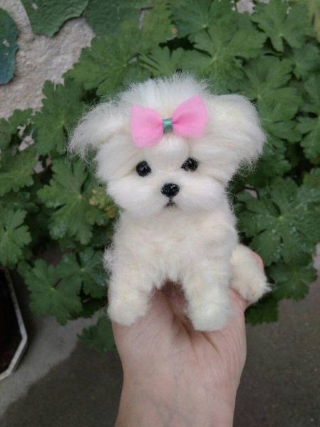 Maltese puppies ***