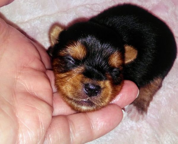 REGISTERED TEACUP YORKSHIRE TERRIER PUPPY!
