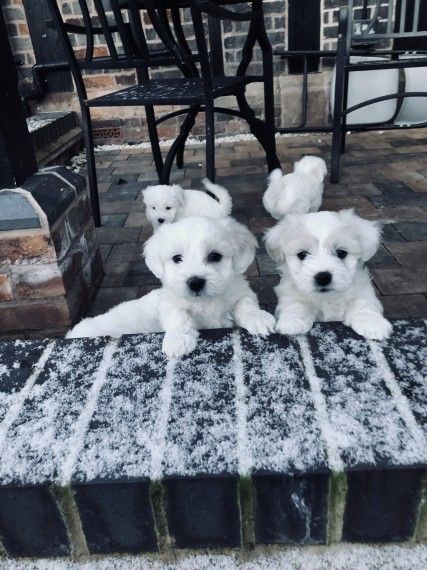 Tiny Show Quality Maltese For Sale