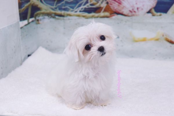 Maltese - Cherry - Femal