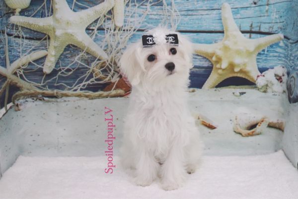 Maltese - Chanel - Female