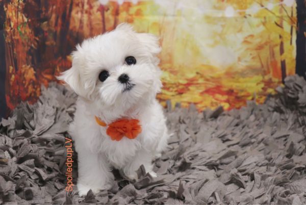 Maltese - Camille - Female