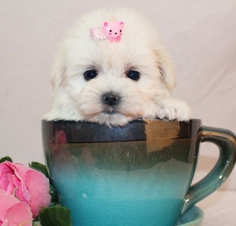 Maltese pups for sale