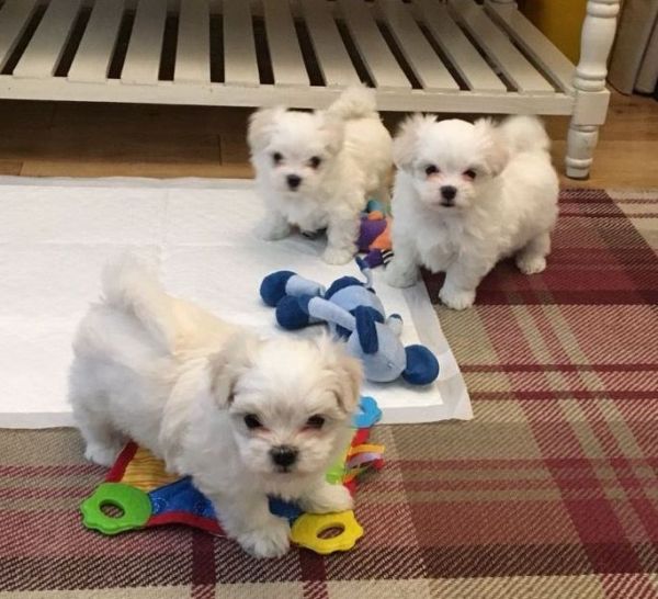Teacup Maltese puppies available.
