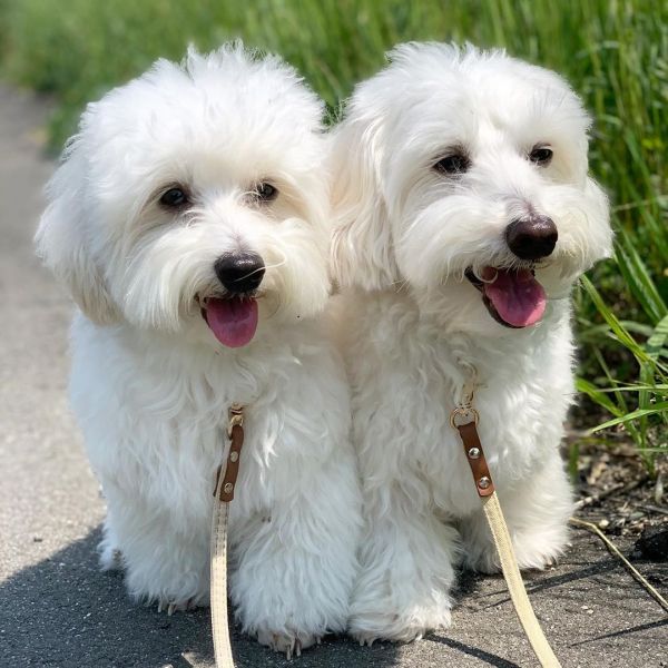 Very Sweet Charming Maltese Puppies