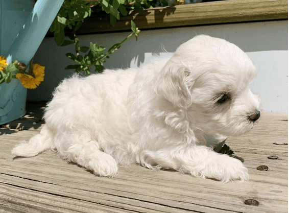 Available Maltese Puppies