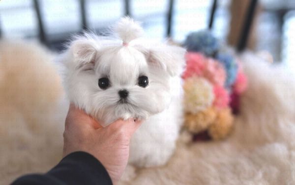 Maltese puppy