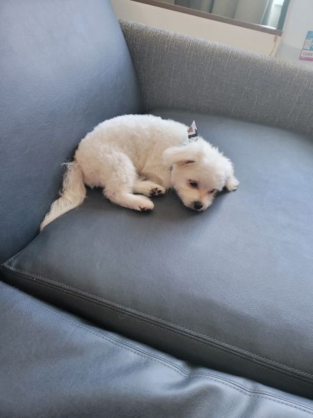 12 week male maltese puppy