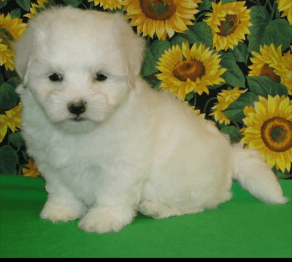White Princess Maltese