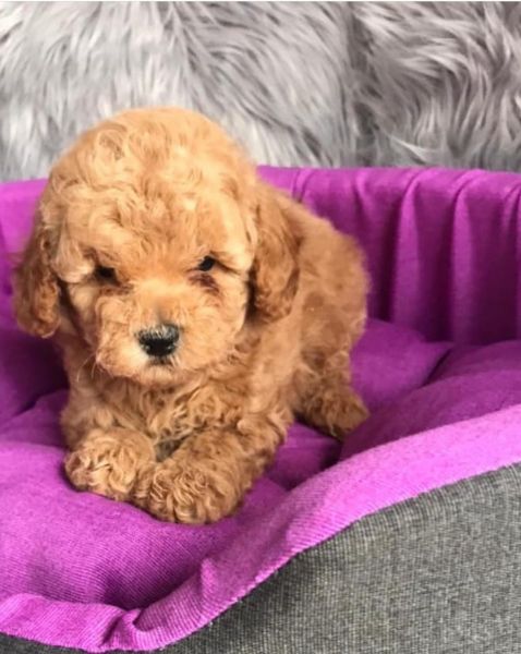 Stunning Maltipoo puppies
