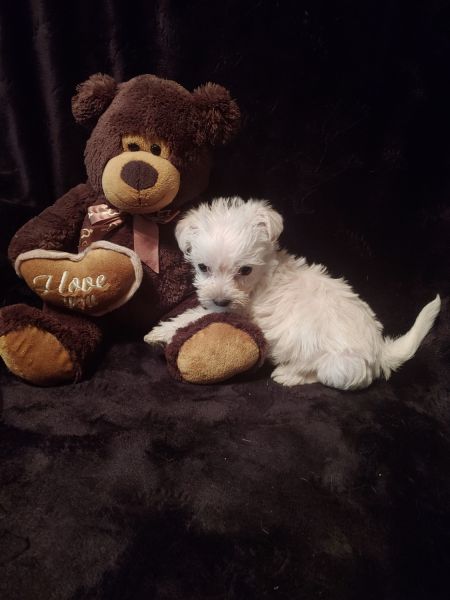 Maltese Poodle Female