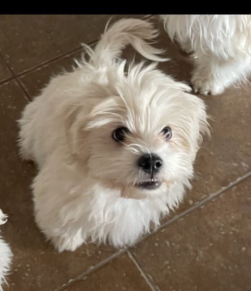 2 Malshipoo Puppies Left!