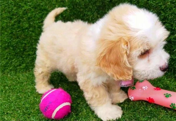 Maltipoo puppies boys and girls stunning