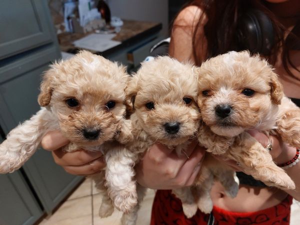 Maltipoo pups 1 girl 2 boys.