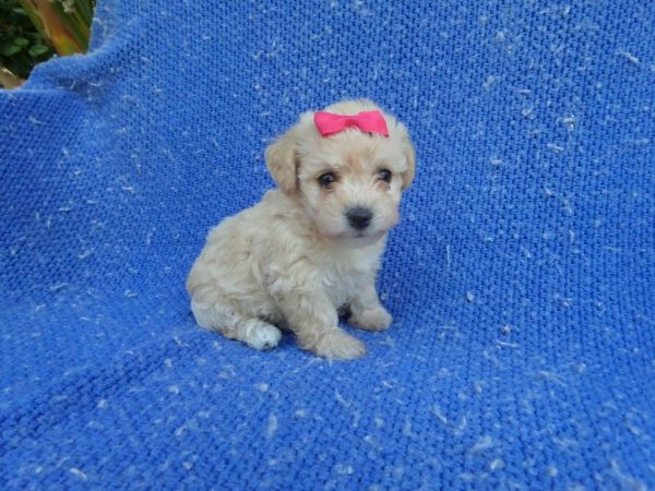 Adorable MaltiPoo Puppies