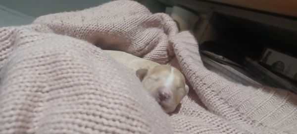 One female and male available