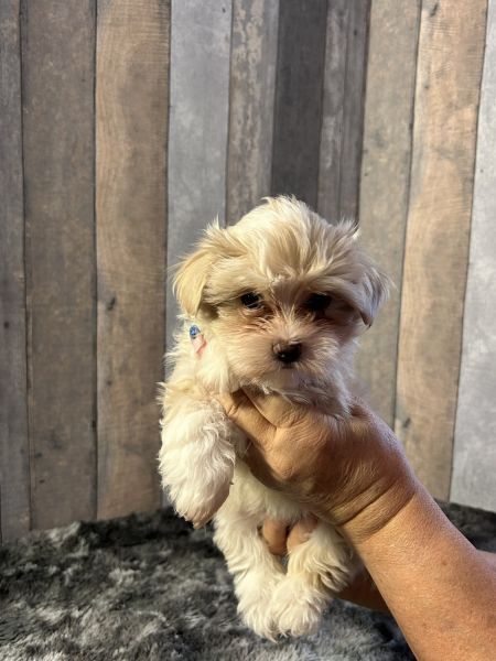 Maltipoo Puppy in Zephyrhills, FL