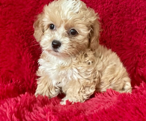 Maltipoo Puppies