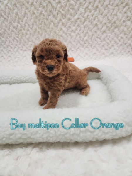 Beautiful Maltipoo