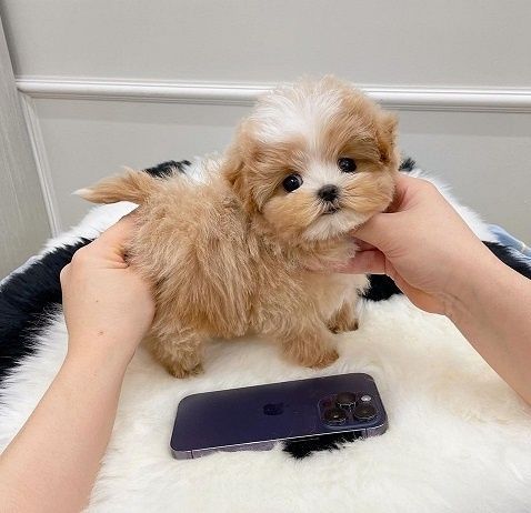 Quality Maltipoo Pups