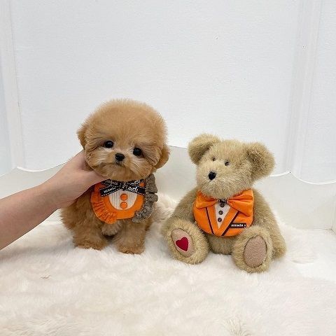 Lovely maltipoo Pups