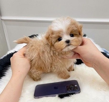 Quality Maltipoo Pups