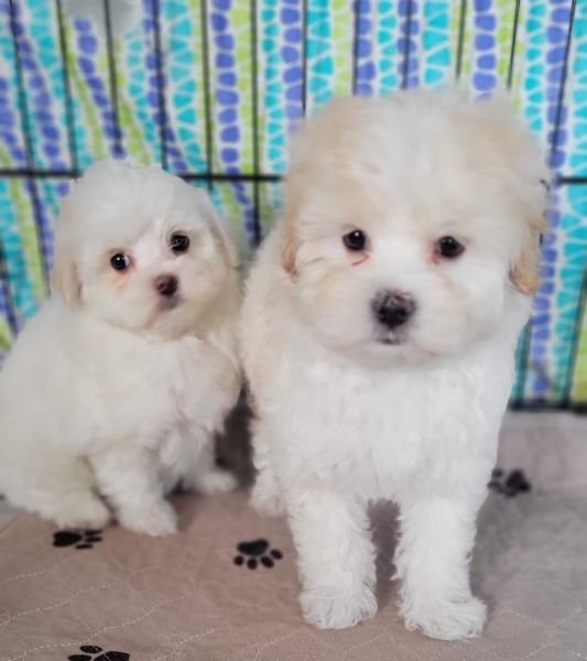 Maltepoo females