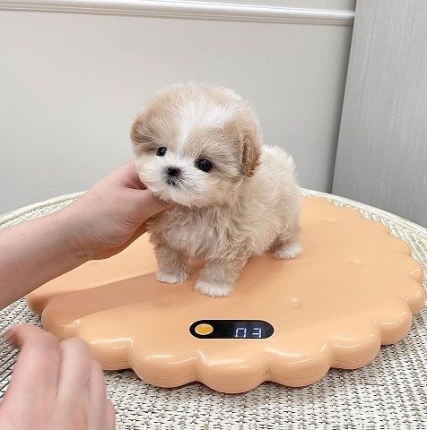 Cute Maltipoo Puppies