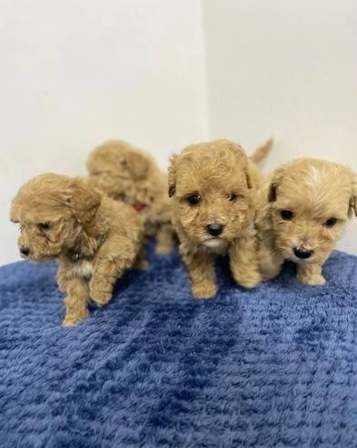 Adorable Maltipoo Puppies