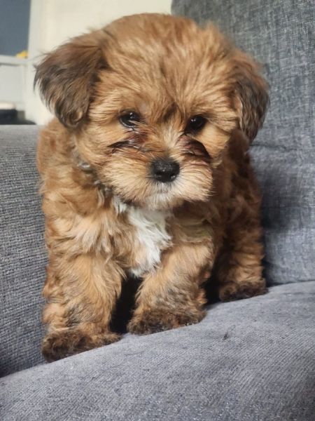 Hermosos Poppies maltipoo for sale!!